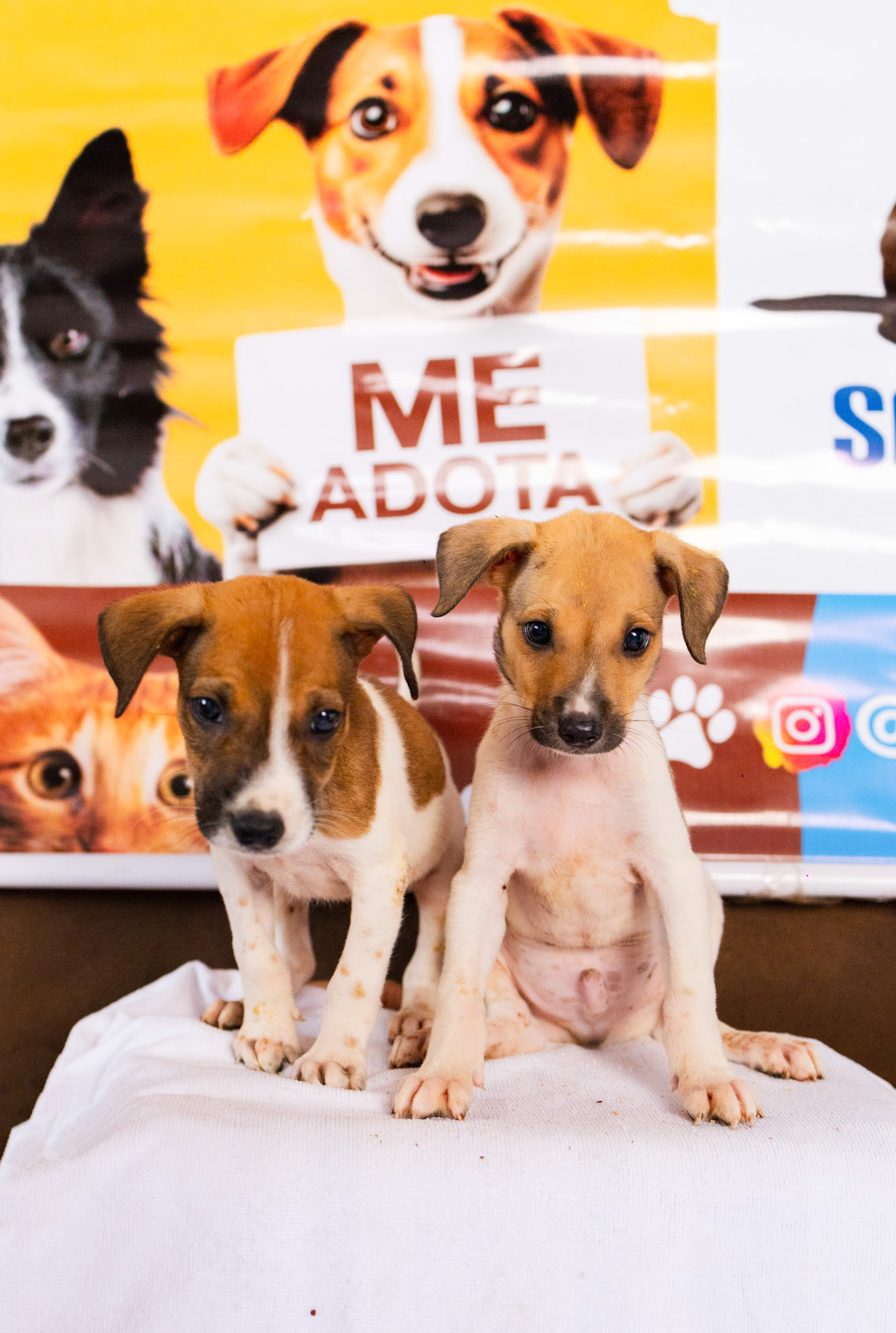 Foto 4 da galeria